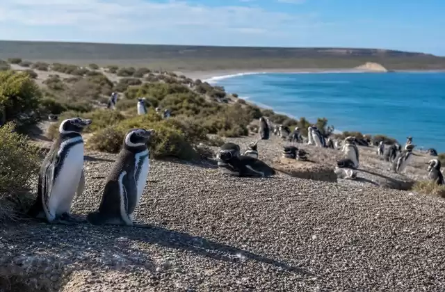 En Punta Tombo