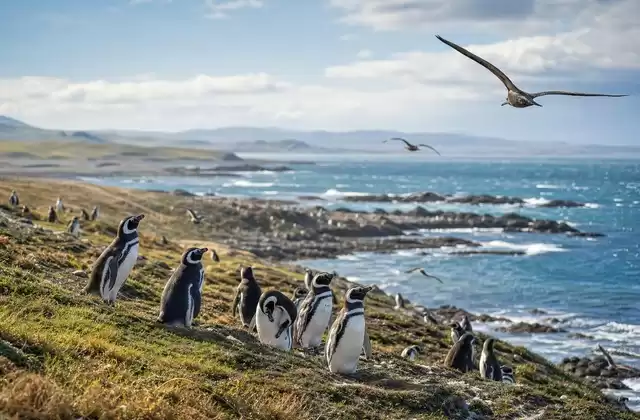 Islas Malvinas