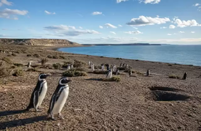 Punta Tombo