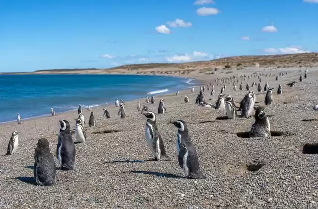 Punta Tombo
